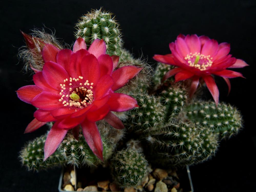 Chamaecereus